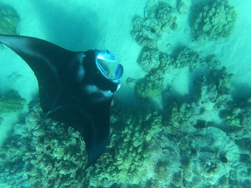 snorkel swim see manta rays