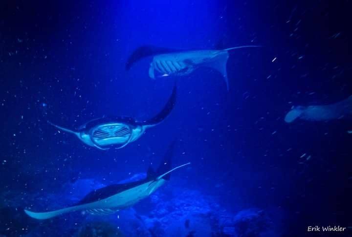 manta ray swimming at night on the Big Island of Hawaii