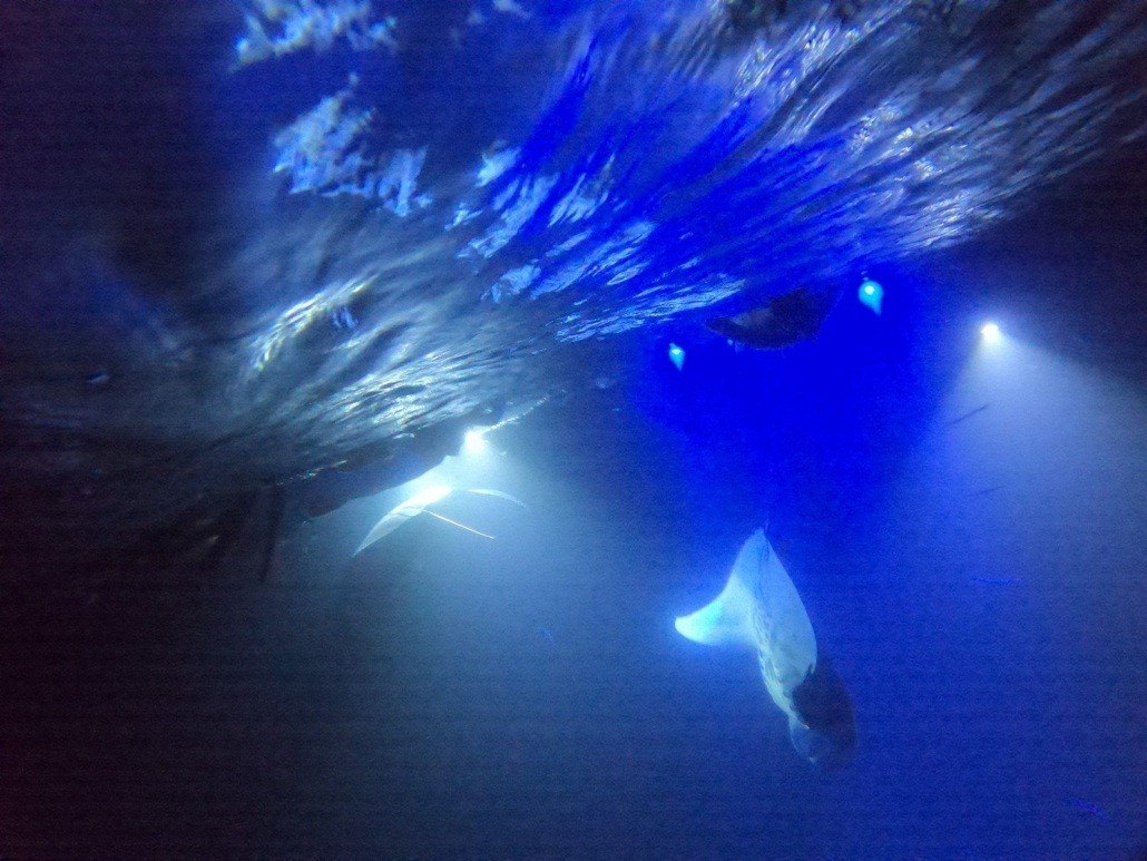 swimming with manta rays at night on the Big Island of Hawaii