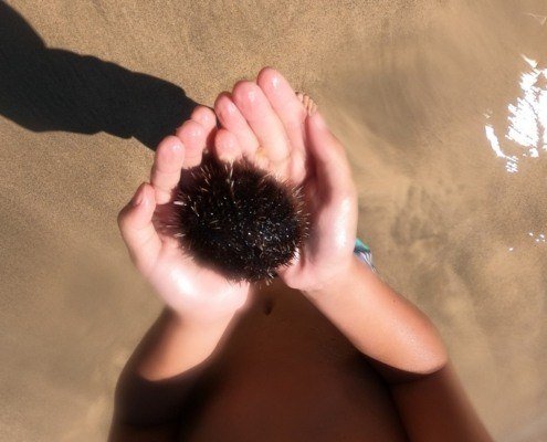 sea urchin in kona