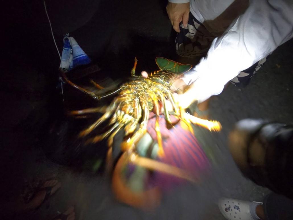 lobster season in kona