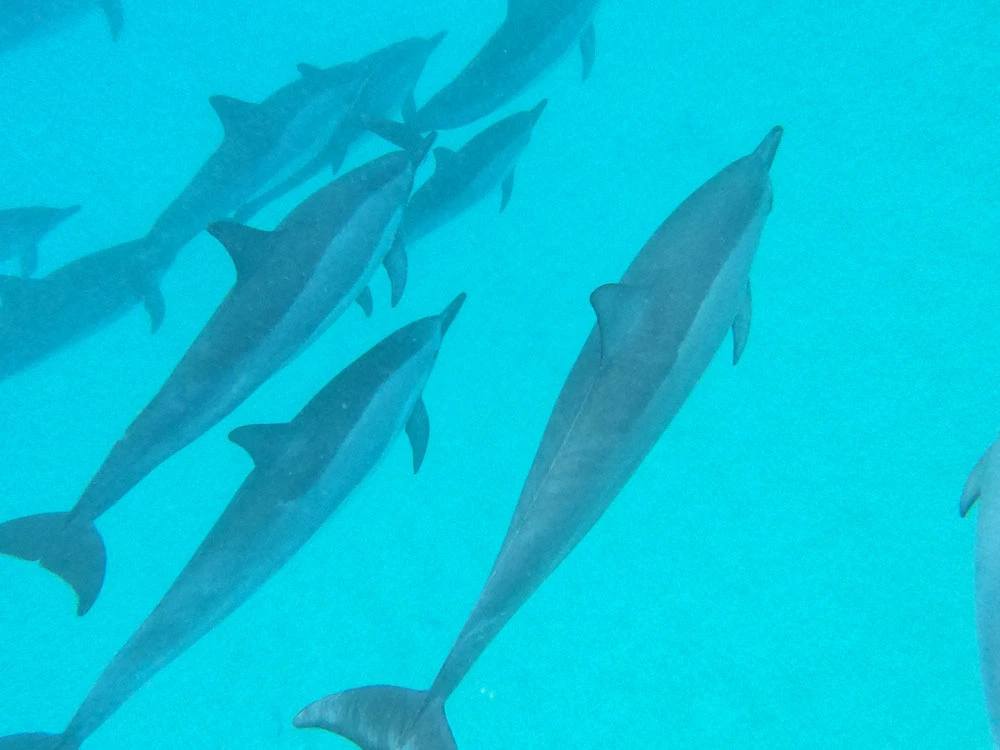 Dolphins while taking swim lessons in Kona Hawaii